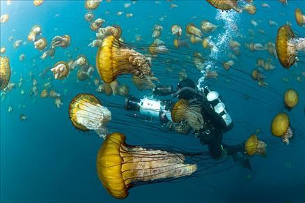 Sualtı filmi 'Oceans'tan müthiş görüntüler... 1