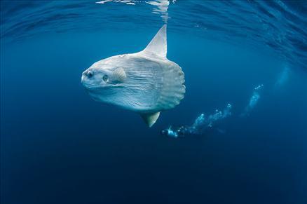 Sualtı filmi 'Oceans'tan müthiş görüntüler... 12