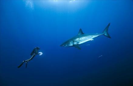 Sualtı filmi 'Oceans'tan müthiş görüntüler... 14