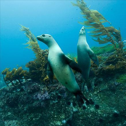 Sualtı filmi 'Oceans'tan müthiş görüntüler... 16