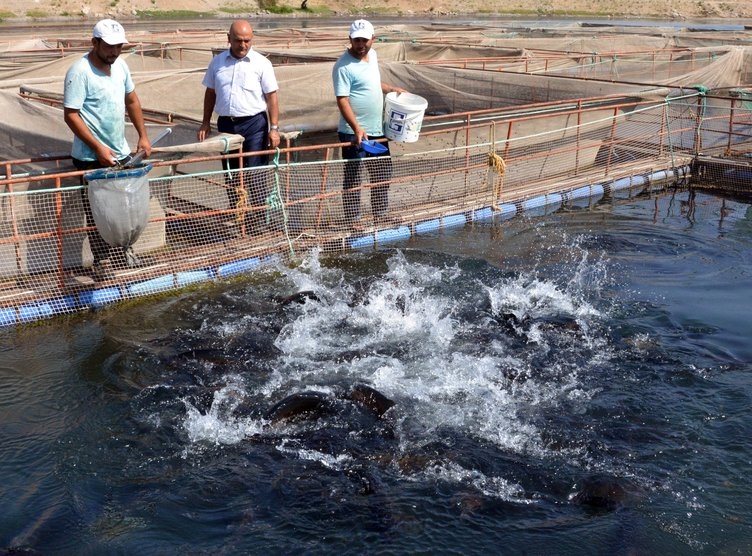 Denizi olmayan Kahramanmaraş, yılda 20 milyon dolarlık balık ihraç ediyo 12