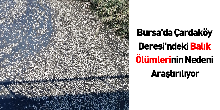 Bursa'da Çardaköy Deresi'ndeki Balık Ölümlerinin Nedeni Araştırılıyor