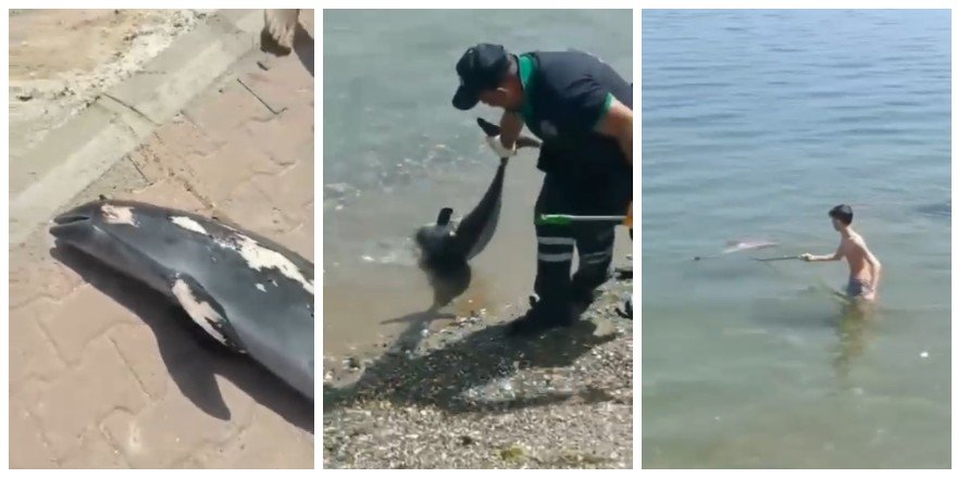 Bursa'da Denize Giren Çocuklar Ölü Yunus Balığı Buldu