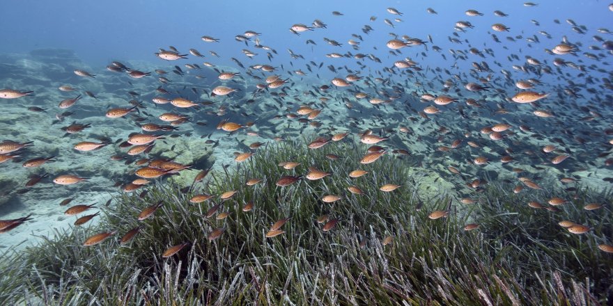 İklim Değişikliği, Denizlerdeki Biyoçeşitliliği Karadan Daha Çok Etkiledi