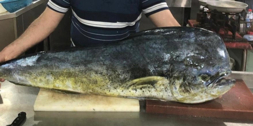 Adana'da Balıkçılar 26 Kiloluk Lambuka Yakaladı