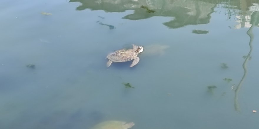 Fethiye'de Caretta Carettalar İlgi Odağı Haline Geldi