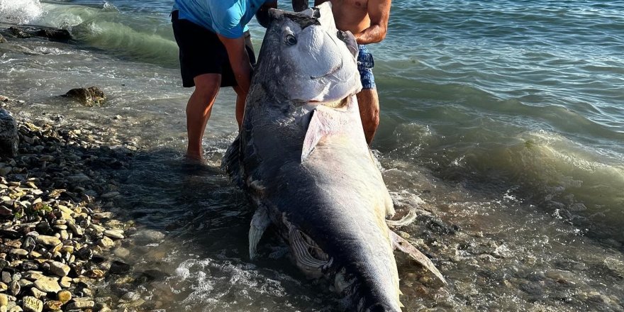 Marmara’da 2 Dalgıç, 320 Kilogram Orkinos Avladı