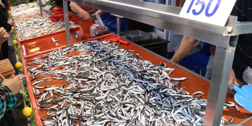 Bolu'da Hamsinin Fiyatı 50 Lira Birden Düştü