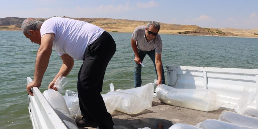 Baraj Göletine 3 Milyon 550 Bin Adet Yavru Balık Bırakıldı