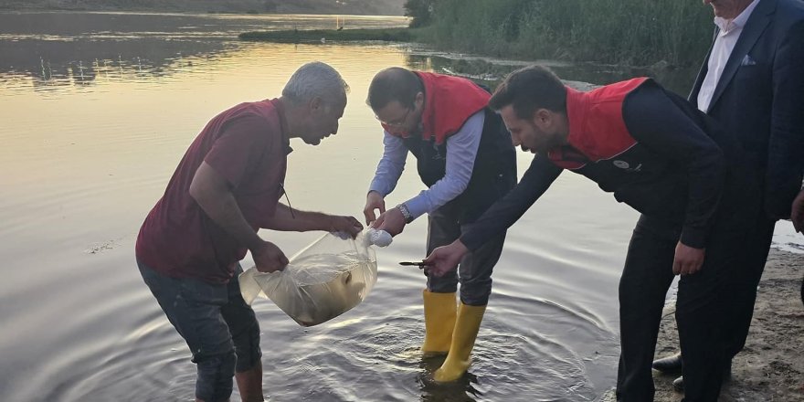 Cizre’de Dicle Nehrine 200 Bin Adet Yavru Sazan Balığı Bırakıldı