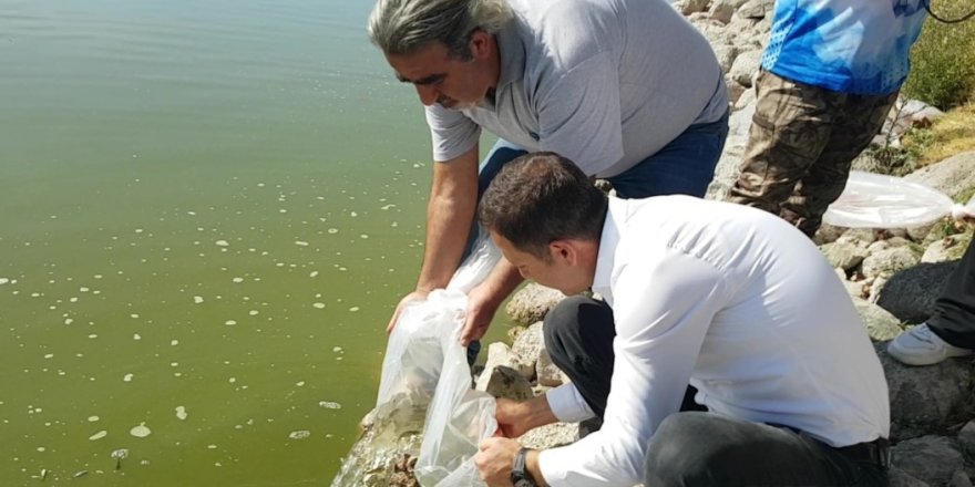 Yağmursuyu Göleti'ne 10 Bin Yavru Sazan Salındı