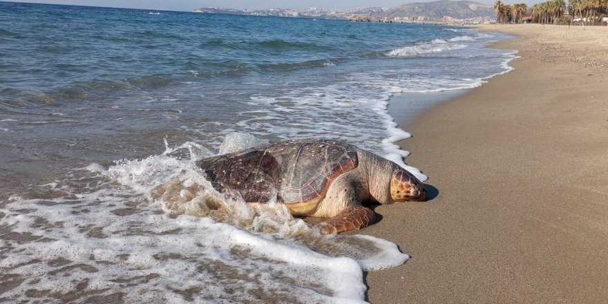 Kuşadası’nda 2 Deniz Kaplumbağası Ölü Olarak Karaya Vurdu