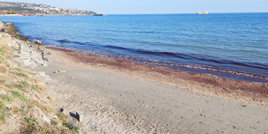 Tekirdağ'da Kıyı Kızıla Boyandı