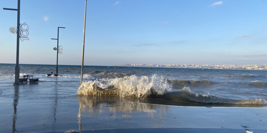 İstanbul’da Lodos Etkili Oldu, Deniz Anaları Kıyıya Vurdu