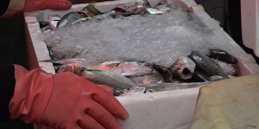 Kırklareli’nde İstavrit ve Çinekop Bolluğu