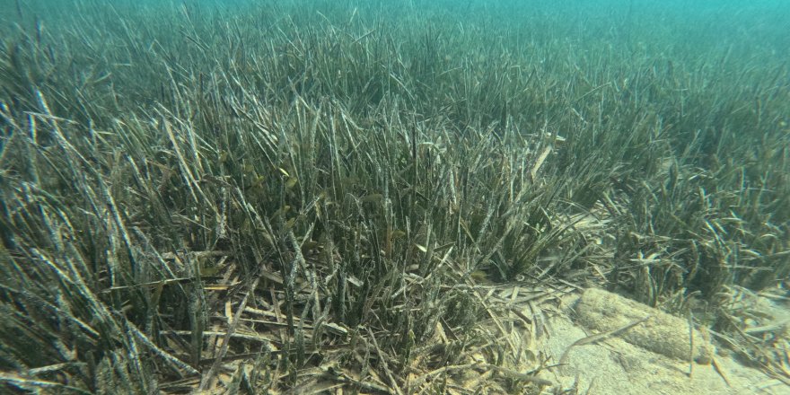 Doğu Akdeniz'de Deniz Çayırlarının Son Kalesi: Aydıncık