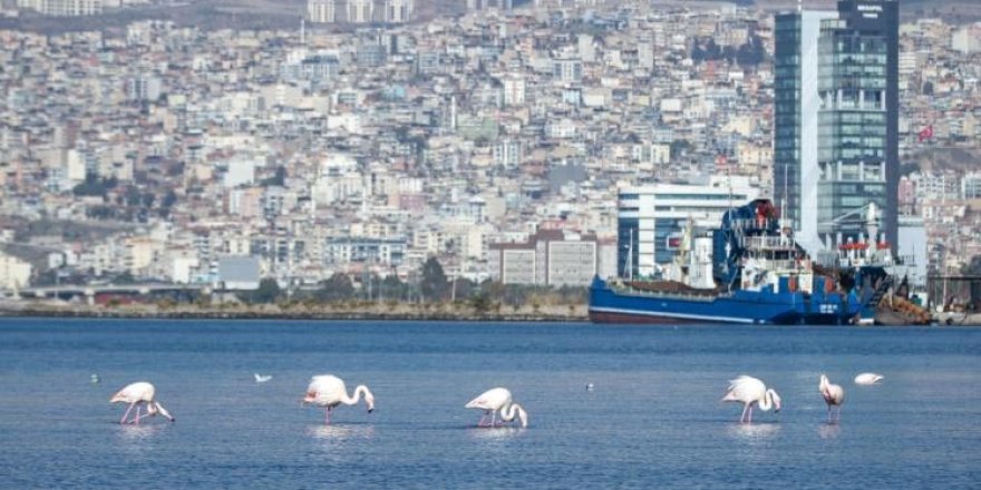 İzmir Körfezi'nde Temizlik Sonrası Doğa Canlandı