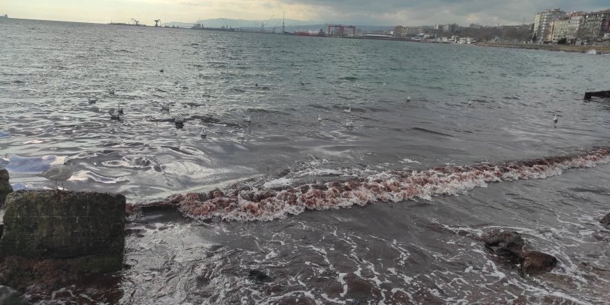 Poyraz Fırtınası Marmara Denizi'ni Kıyılarını Kızıl Renge Boyadı