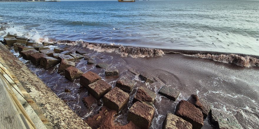 Tekirdağ Kıyılarında Kızıl Yosun İstilası