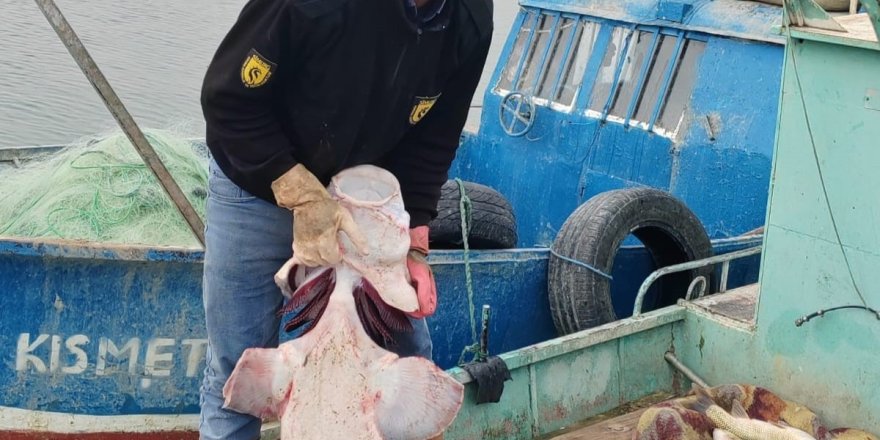 Tunceli'de 42 Kiloluk Sibirya Mersin Balığı Ağlara Takıldı