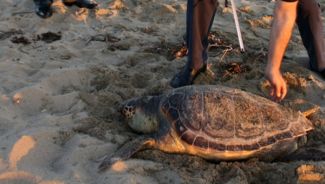 Deniz kirliliği Caretta Caretta'yı öldürdü