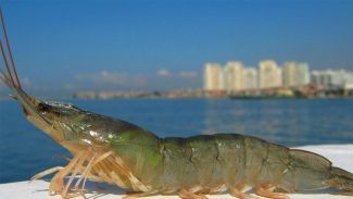 Gemi ile geldi İzmir Körfezi'nin değiştirdi