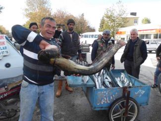 Meriç Nehri'nde dev yayın balığı yakalandı