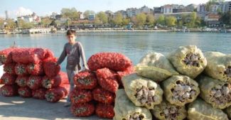 Balıkçının geçim kaynağı deniz salyangozu