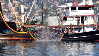 Açık deniz balıkçılığına 'mevzuat' engeli