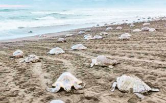 Binlerce caretta caretta sahile akın etti