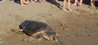 Tedavisi yapılan caretta caretta denize bırakıldı