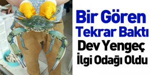 Bir Gören Tekrar Baktı Dev Yengeç İlgi Odağı Oldu