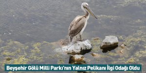 Beyşehir Gölü Milli Parkı'nın Yalnız Pelikanı İlgi Odağı Oldu