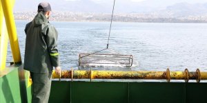 İzmit Körfezi'nin Biyoçeşitliliği Kayıt Altına Alınıyor