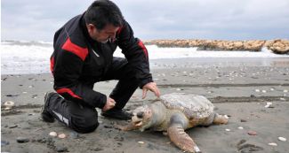 Mersin'de ölü caretta caretta sahile vurdu