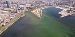 İzmir Körfezinde Plankton Patlaması