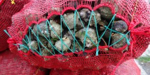 Yaz Döneminde Deniz Salyangozu Balıkçıların Geçim Kaynağı