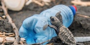 Caretta Carettaların Plastiklerle Mücadelesi