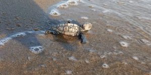 Yumurtalarından Çıkan 260 Yavru Caretta Özgürlüğe Kulaç Attılar