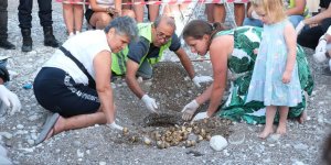 Çıralı'da Caretta Caretta Rekoru