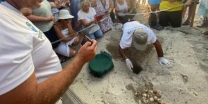 Kuşadası’nda Yumurtadan Çıkan Son Yavru Caretta Da Özgürlüğe Kulaç Attı