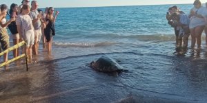 Tedavileri Tamamlanan 2 Caretta Caretta Denize Bırakıldı