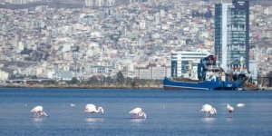 İzmir Körfezi'nde Temizlik Sonrası Doğa Canlandı