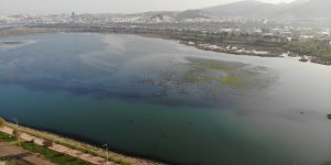 İzmir İnciraltı Sahilini Deniz Marulu Sardı