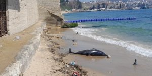 Sinop'ta Bir Gün Arayla 2. Ölü Yunus Karaya Vurdu