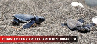 Tedavisi yapılan 16 caretta caretta denize bırakıldı