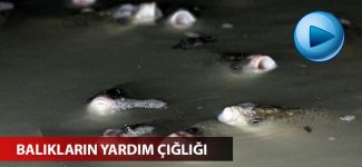 Balıkların yardım çığlığı