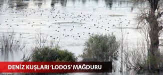 Şiddetli lodos, deniz kuşlarını da olumsuz etkiledi