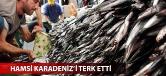 Hamsi Karadeniz'i terk etti