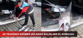 Av yasağına rağmen avlanan balıklara el konuldu